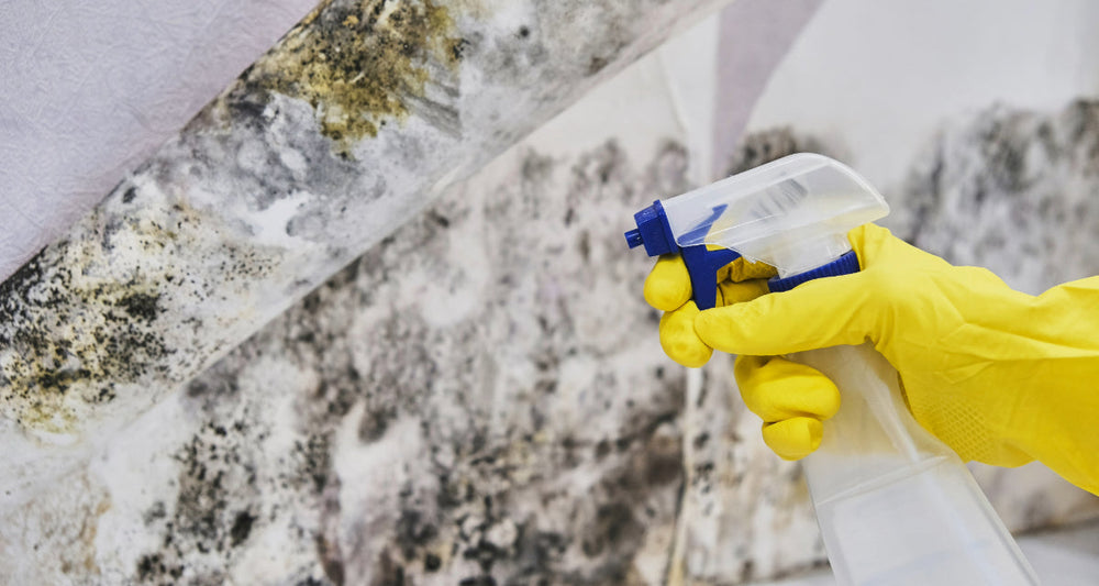 The best mould sprays in the UK: 2025 buyer’s guide (by buyers)